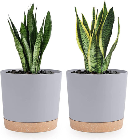 QCQHDU Blumentopf Set 2er,Durchmesser 12,7 cm,Blumentöpfe klein Innen mit abnehmbarem Untersetzer und Abzugsloch,Übertopf für Zimmerpflanzen,Sukkulenten Topf,Kakteen Topf,Orchideen Blumentopf
